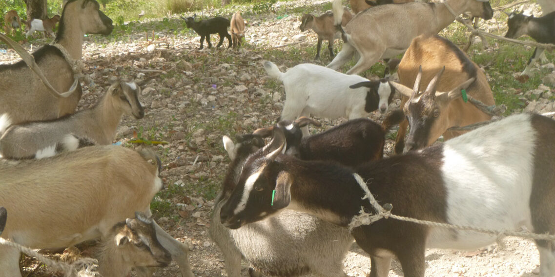 Buying goats