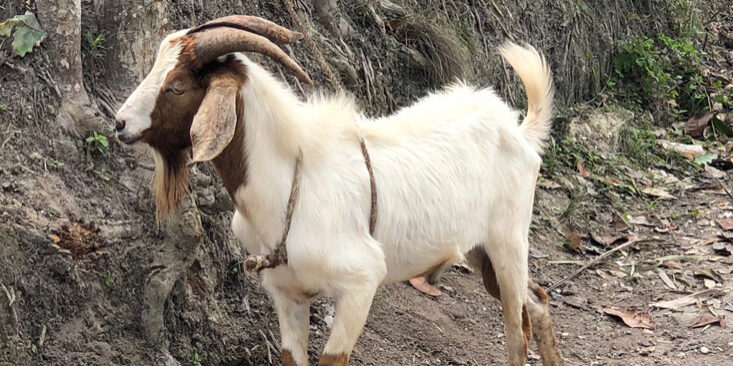 MaleGoat